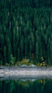 Lush forest with dark green evergreen trees and a body of water at their base.