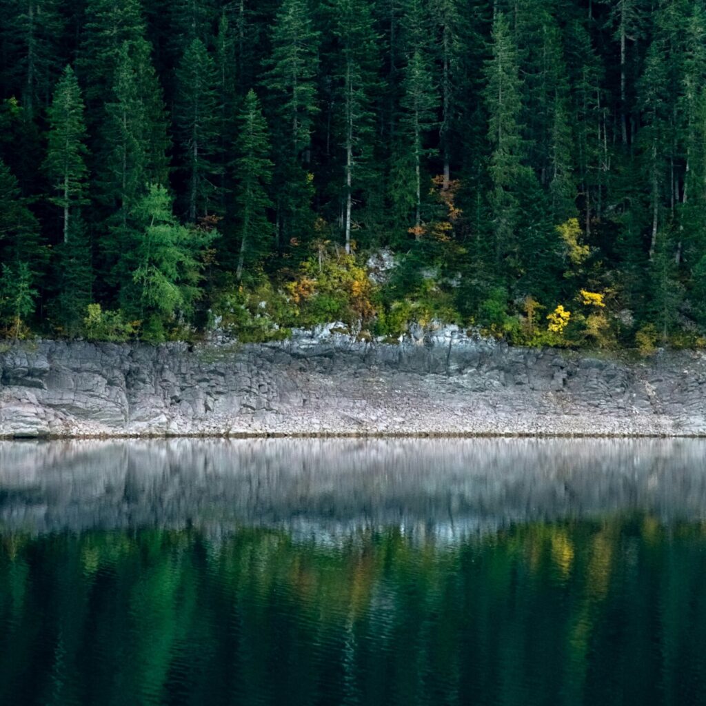 Lush forest with dark green evergreen trees and a body of water at their base.
